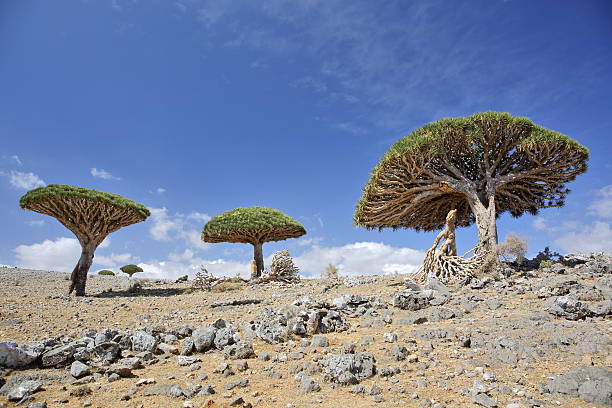 istock Dracaena cinnabari - endemic tree from Soqotra, Yemen 515523914