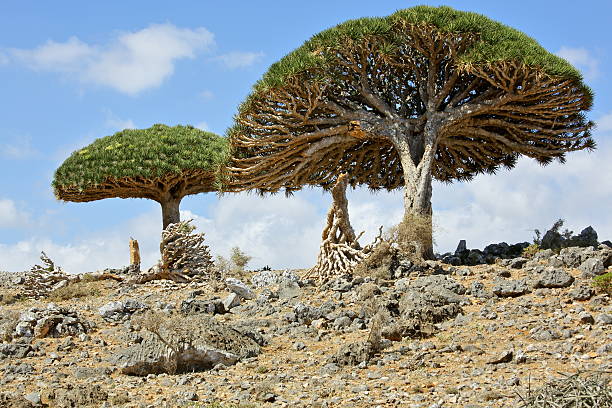 istock Dracaena cinnabari - endemic tree from Soqotra, Yemen 515524072