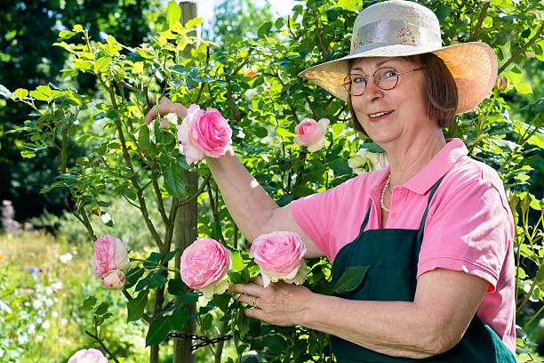 feliz de meia idade jardineiro com óculos e chapéu. - senior women rose women flower bed imagens e fotografias de stock