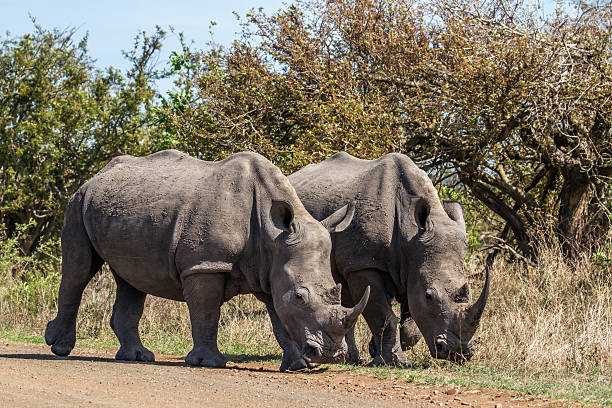 istock Southern white rhinoceros in Kruger National park 515524650