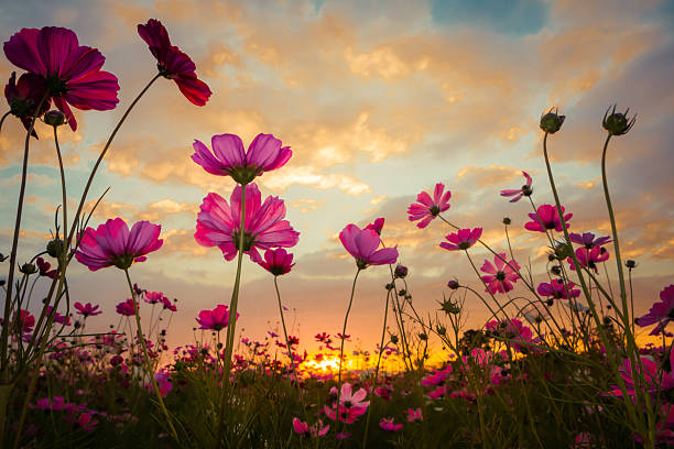 istock Abstract soft focus Cherry Blossom or Sakura flower on pastel 515524822