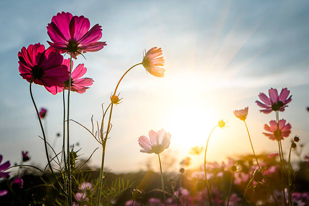 istock Abstract soft focus Cherry Blossom or Sakura flower on pastel 515525036