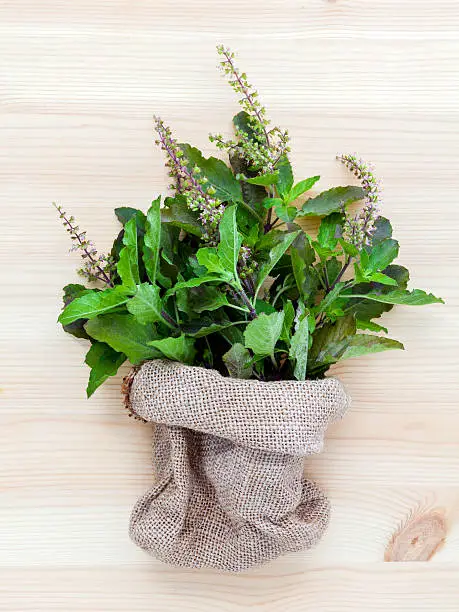 Branch of fresh red holy basil and holy basil flower from the garden in hemp sack bag on wooden background.