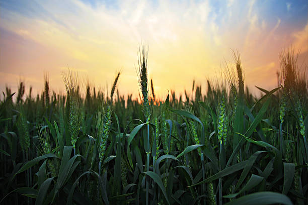 pôr do sol sobre o trigo farm - winter wheat imagens e fotografias de stock