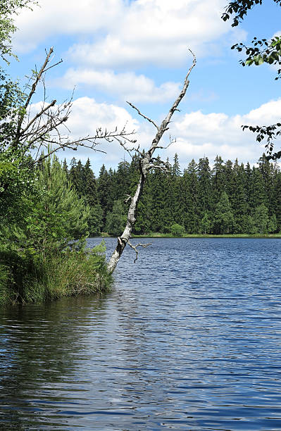 istock Pond in the Natural Preserve  Kladska peats 515526146