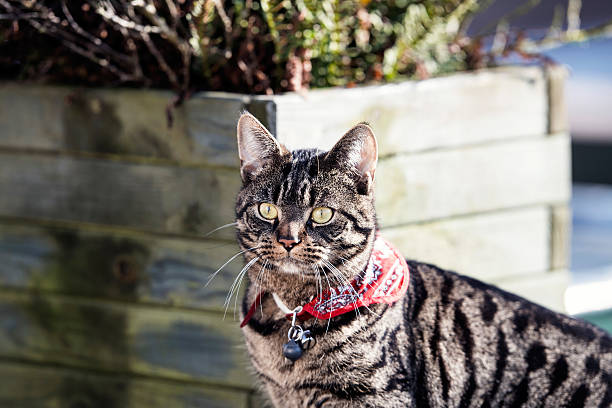 istock Alert tabby on roof looking towards camera. 515526200