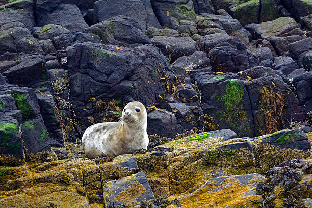 Grey seal pup, Farne Islands Nature Reserve, England Grey seal pup in Farne Islands Nature Reserve, England. farne islands stock pictures, royalty-free photos & images