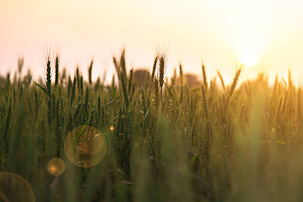 trigo exploração durante a manhã cedo - winter wheat imagens e fotografias de stock