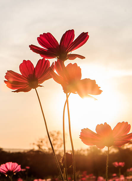 istock Abstract soft focus Cherry Blossom or Sakura flower on pastel 515527036