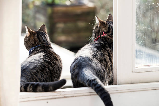 istock Two brother cats sitting in open door. Rear view. 515527048