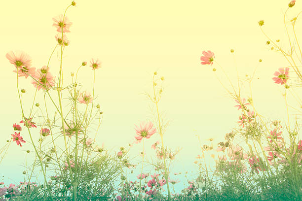 istock Abstract soft focus Cherry Blossom or Sakura flower on pastel 515527664