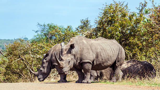 istock Southern white rhinoceros in Kruger National park 515527756