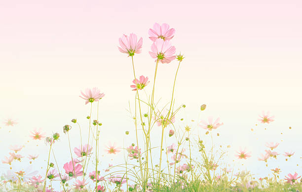 istock Abstract soft focus Cherry Blossom or Sakura flower on pastel 515527772
