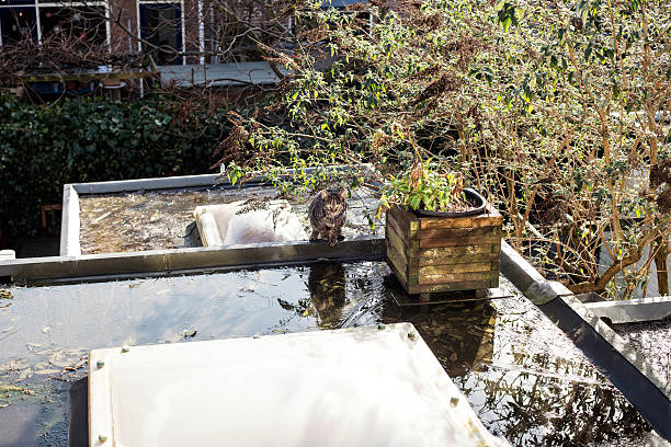 istock Domestic cat on wet roof. 515527956