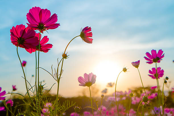 istock Abstract soft focus Cherry Blossom or Sakura flower on pastel 515528034
