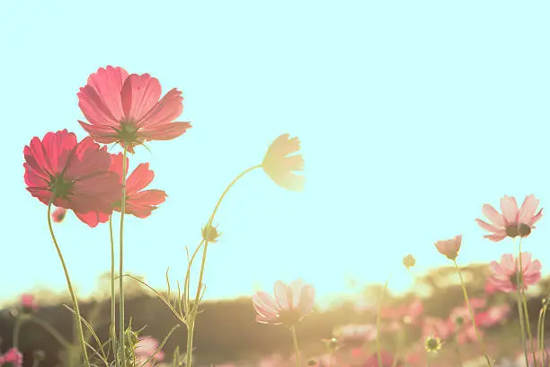 Photo of Abstract soft focus Cherry Blossom or Sakura flower on pastel