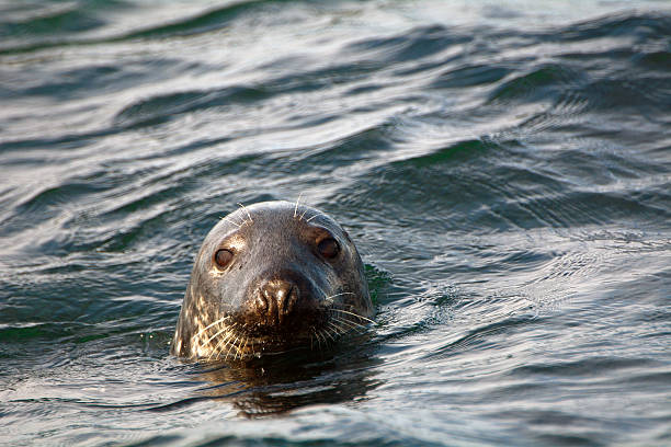 istock Grey seal, Farne Islands Nature Reserve, England 515528560