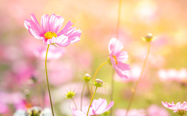 istock Abstract soft focus Cherry Blossom or Sakura flower on pastel 515529100