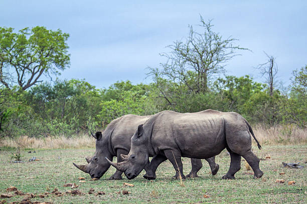 istock Southern white rhinoceros in Kruger National park 515529206