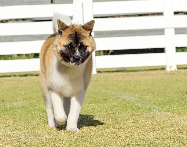 A portrait view of a sable, white and brown pinto American Akita dog walking on the grass, distinctive for its plush tail that curls over his back and for the black mask. A large and powerful dog breed.