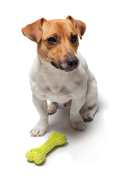 istock Dogs puppy isolated on white background. Jack Russell Terrier 515531144