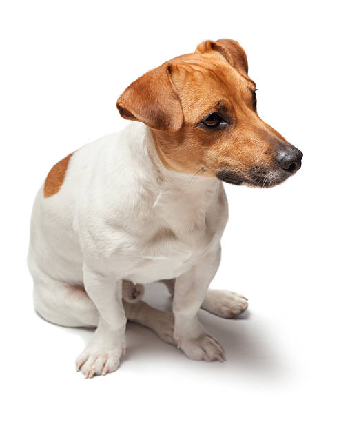 istock Dogs puppy isolated on white background. Jack Russell Terrier 515531312