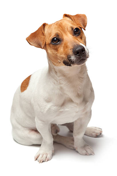 istock Dogs puppy isolated on white background. Jack Russell Terrier 515531388