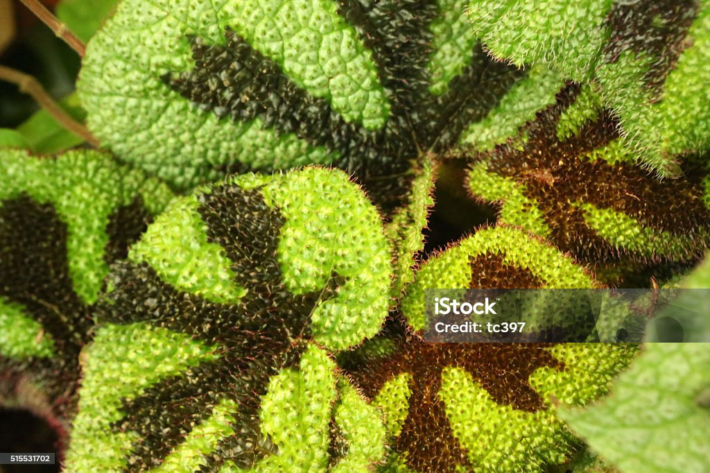 cuello famoso Se infla Begonia Cruz De Hierro Begonia Masonianabegoniaceae Foto de stock y más  banco de imágenes de Begonia - iStock