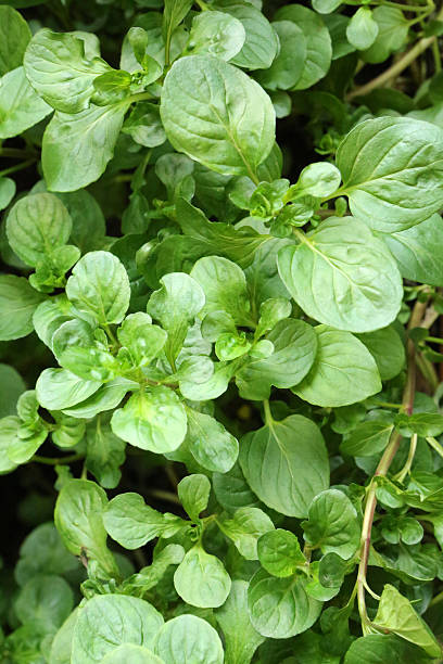 istock Pomelo Mint - Mentha Spp - Lamiaceae 515532052