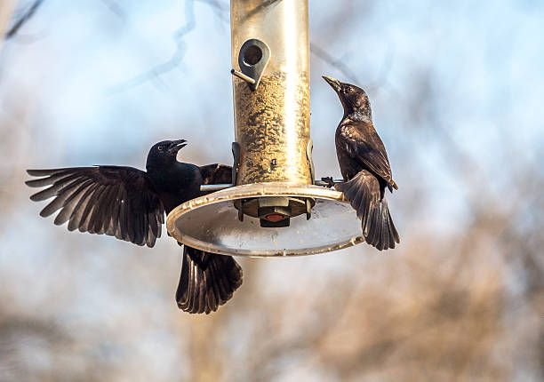 a Grackle does a territorial display near South Padre island