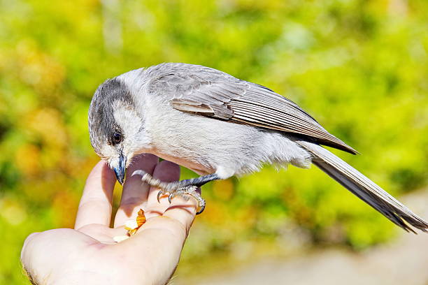Whiskey Jack or Gray Jay Eating Nuts from a Hand stock photo