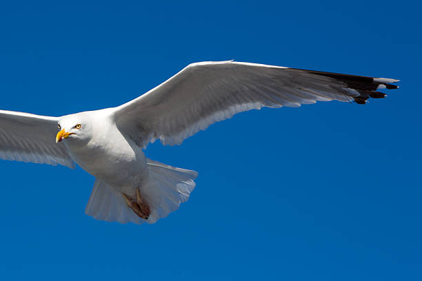 istock Flying Great Black-backed Gull in Brittany 515551625