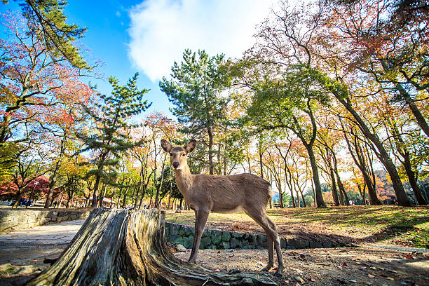 istock Nara deer roam free in Nara Park, Japan 515551755