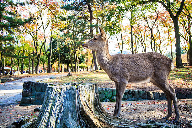 istock Nara deer roam free in Nara Park, Japan 515551791