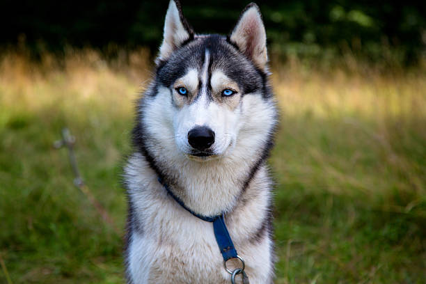 husky retrato com olhos azuis - siberian husky imagens e fotografias de stock