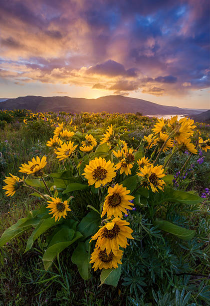 istock color of spring in Columbia river gorge, Oregon 515552313