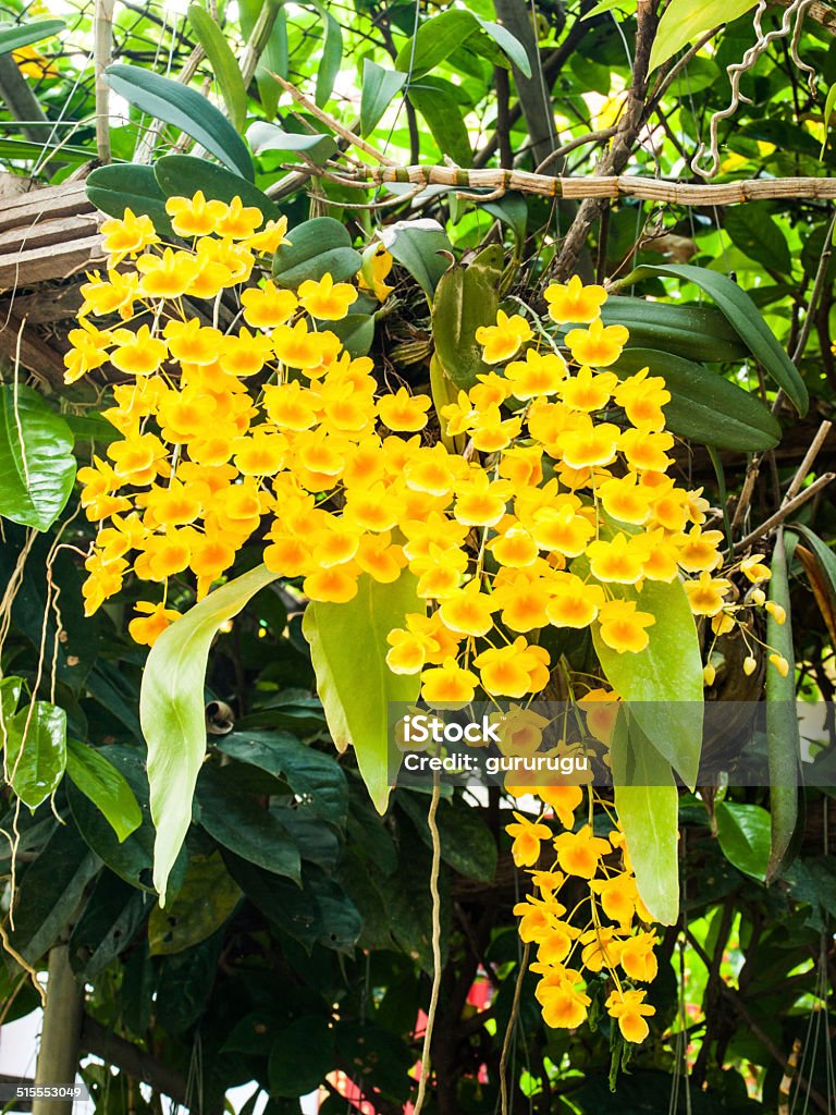 Foto de Colorido Espécies De Orquídeas Amarelas Dendrobium Lindleyi Flor e  mais fotos de stock de Amarelo - iStock