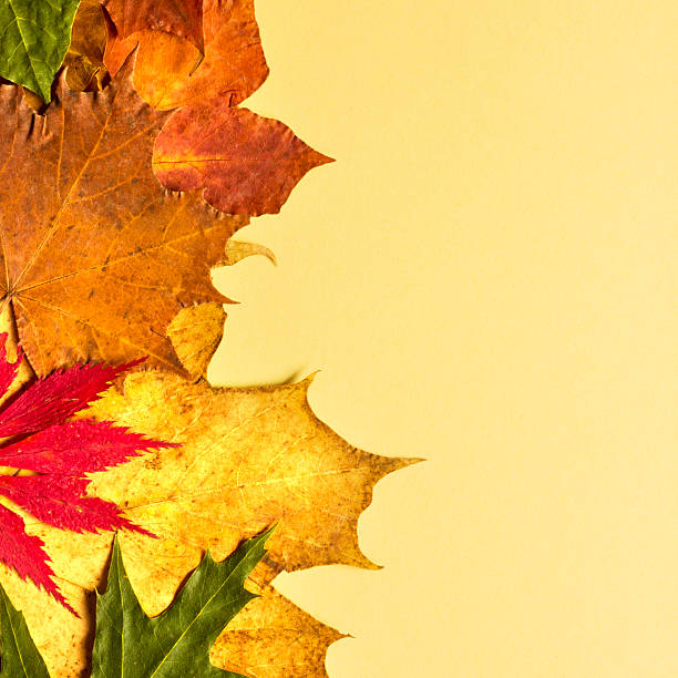 istock Autumn leaves on yellow background. 515553211