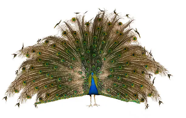 Male Indian Peafowl over white
