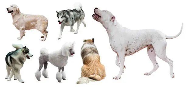 Photo of Set of Dogo Argentino and other dogs