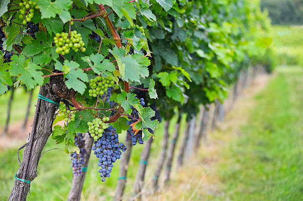 istock Ripe grapes in the vineyard 515553773