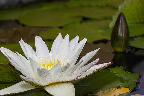 istock Blooming white lotus flower 515578545