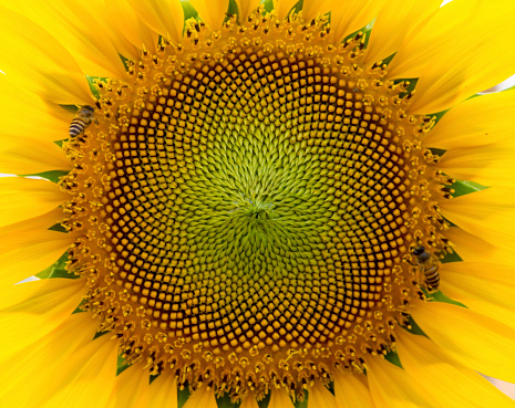 beautiful warm sunflower close