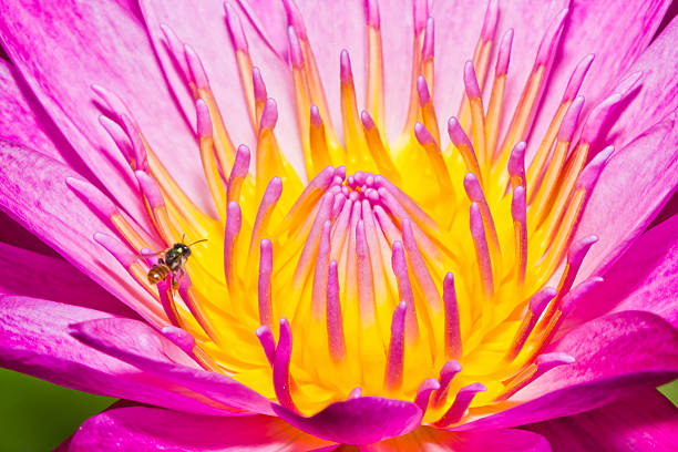 istock Little bee and lotus flower 515580087