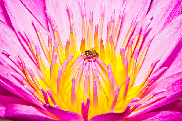 istock Little bee and lotus flower 515580089