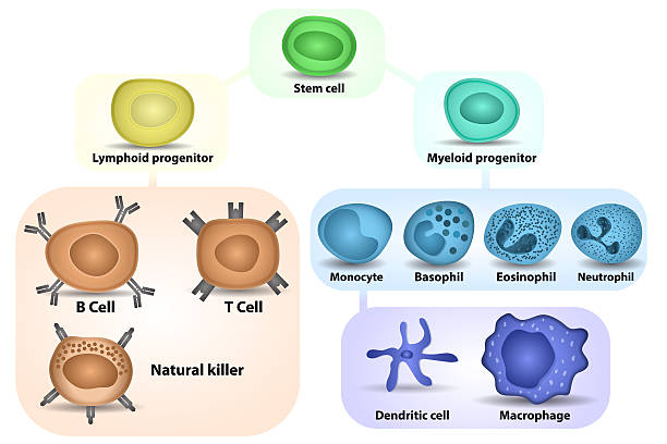 인명별 혈구생성 - macrophage human immune system cell biology 뉴스 사진 이미지