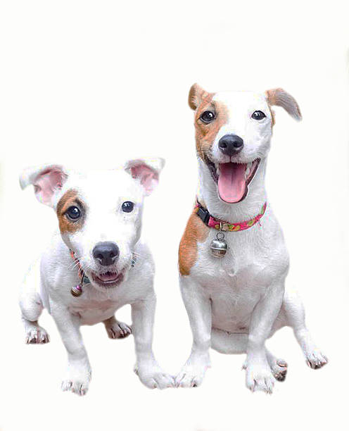 istock Tow friend of Jack russell 515580579
