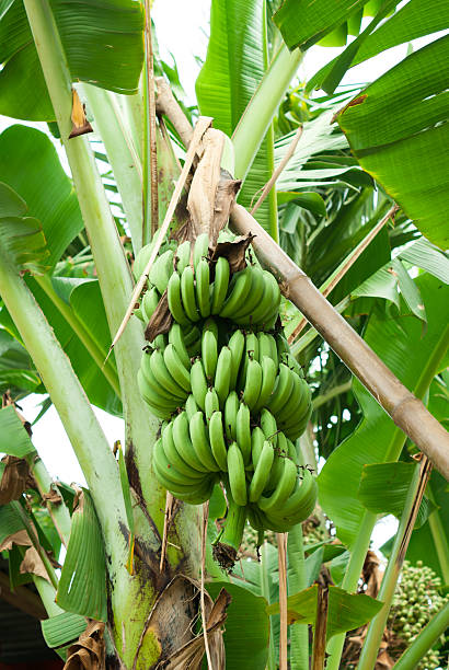 istock Banana tree with a bunch of bananas 515580877