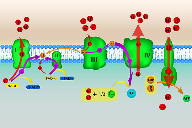 Electron transport chain Illustration of electron transport chain with oxidative phosphorylation electron photos stock pictures, royalty-free photos & images