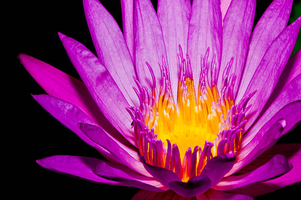 istock Blooming pink Lotus flower 515582143
